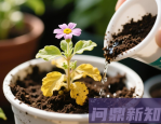 花越开越小？叶子发黄？可能是你不会施肥！2025年施肥避坑指南