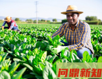 动物妊娠周期探秘：从12天到22个月的孕育奇迹