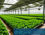 投100万搞水培蔬菜大棚真能回本？我走访了8个基地得出的结论！
