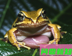 动物妊娠周期探秘：从12天到22个月的孕育奇迹
