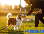 狗狗不听话？打骂没用！2025年最有效的科学训练法