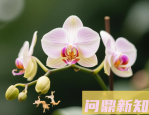 花越开越小？叶子发黄？可能是你不会施肥！2025年施肥避坑指南