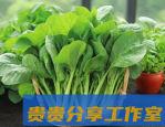 阳台种菜新手必看：7个实用技巧让你轻松收获新鲜蔬菜