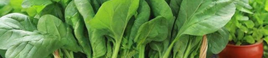 阳台种菜新手必看：7个实用技巧让你轻松收获新鲜蔬菜