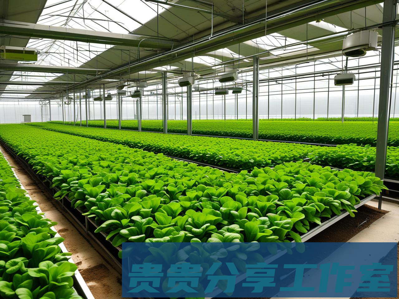 投100万搞水培蔬菜大棚真能回本？我走访了8个基地得出的结论！