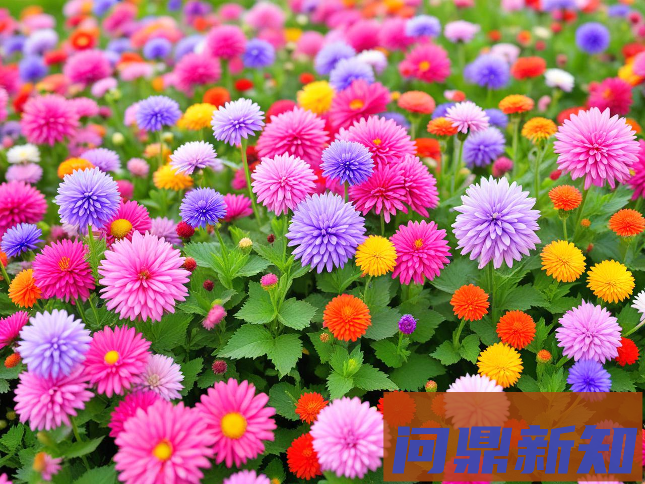 过敏性鼻炎秋季缓解方法：花粉季自救攻略（含居家、通勤、用药提示） - 问鼎新知—专业问答社区—海量专家解答平台