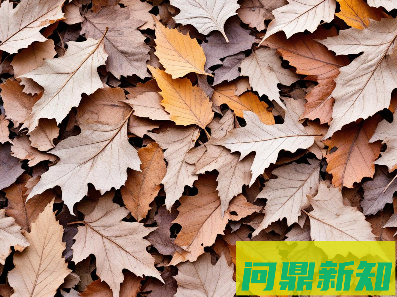 秋季皮肤过敏怎么办？5个缓解方法+护理建议