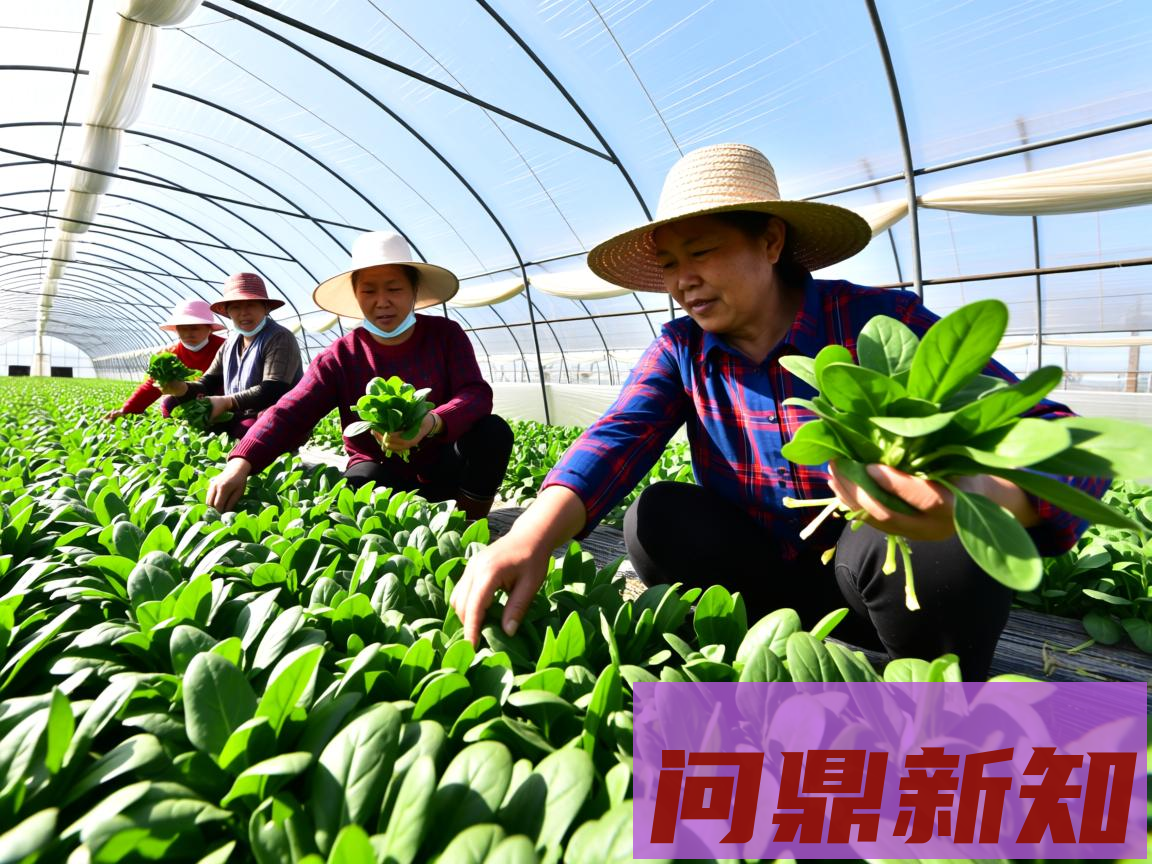 菠菜价格暴涨140%！2025年种植菠菜真的能赚钱吗？ - 问鼎新知—专业问答社区—海量专家解答平台