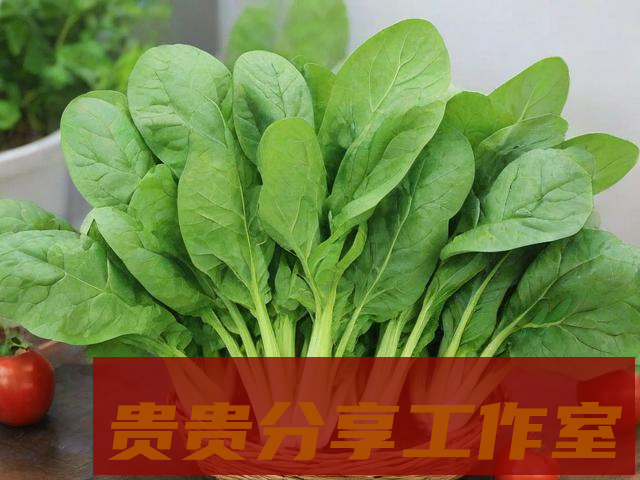 阳台种菜新手必看：7个实用技巧让你轻松收获新鲜蔬菜